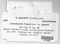 Coniothyrium fuckelii image